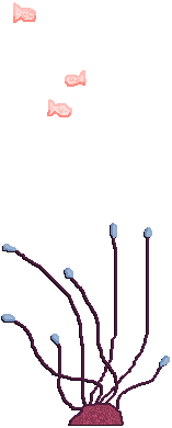 Page Background Coral Decoration